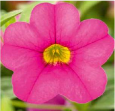 Calita pink