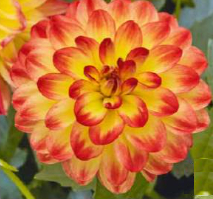 Lubega yellow orange