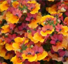 Lyric copper
