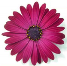 Osteospernum deep purple