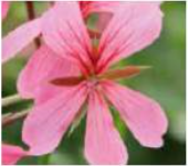 Pelargonium Rose Paris