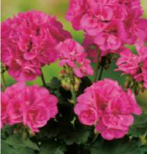 Pelargonium classic rose