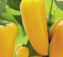 Poivron Ariella mini jaune