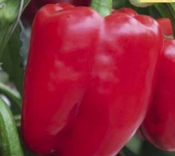 Poivron Beluga Red