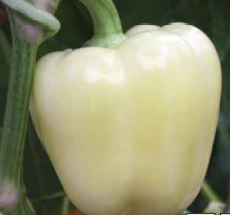 Poivron Beluga White