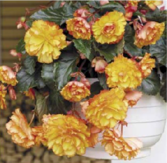 Begonia Golden Picotee retombant