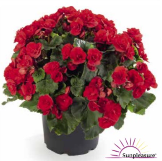 Begonia sunpleasure red