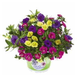 Calita double blue rosy sun