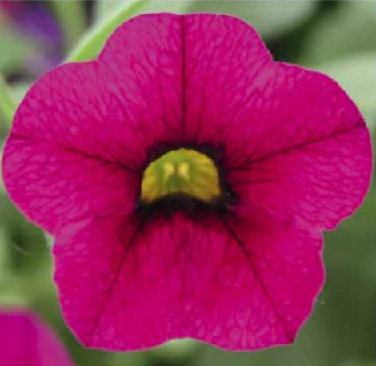 Calita velvet
