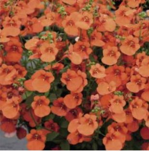 Diascia orange
