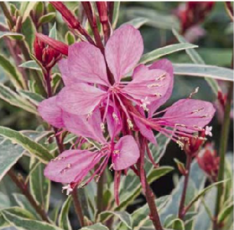 Gaura variegata rose