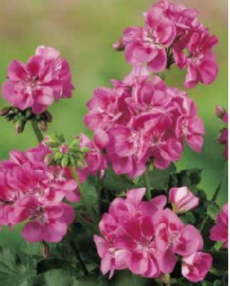 Géranium classic rose splash