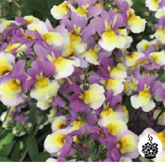 Nemesia mareto lemon rose