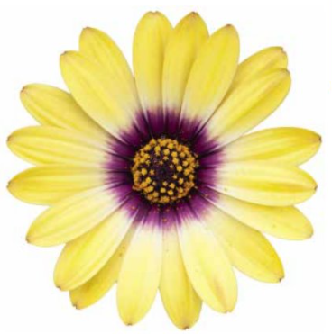 Osteospernum erato yellow purple eye