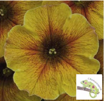 Petunia Caramel Gold