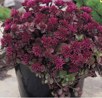 Sedum Mahogany Red