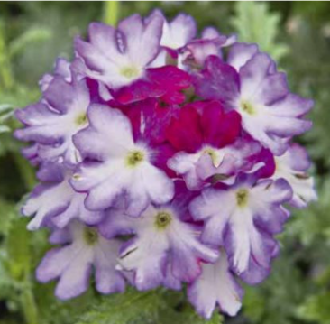 Verveine samira burgundy wing violet