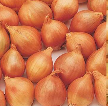 Echalote golden gourmet