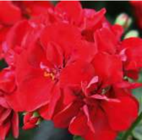 Géranium Ivy true red