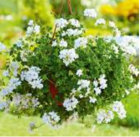 Géranium Ivy white
