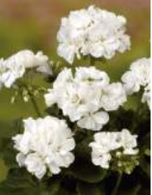 Géranium classic white