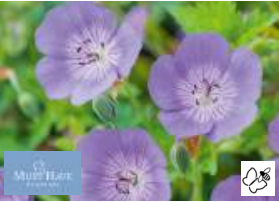 Géranium vivace