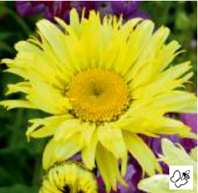 Grande marguerite Gold Finch