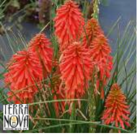 Kniphofia poco orange
