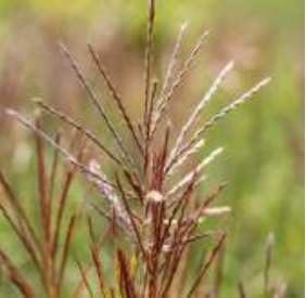 Miscanthus ferner osten