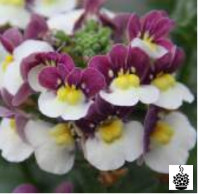 Némésia burgundy-white
