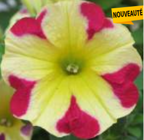 Petunia Fortado