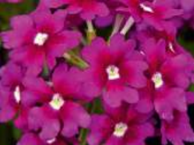 Verveine Samira purple eye