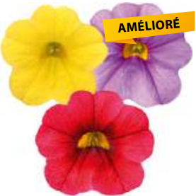 calita 3 couleurs