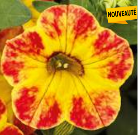 calita jaune rouge