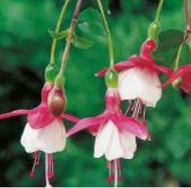 fushia vivace snowcap