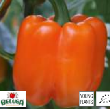 Poivron beluga orange