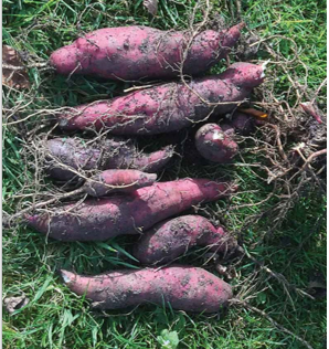 Yacon Inca red
