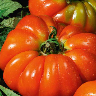 Tomates Marsala red