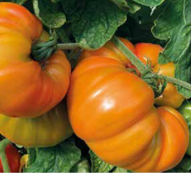 Tomates ananas