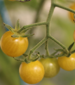 Tomates cerise champagne