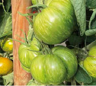 Tomates green zebra