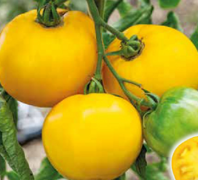Tomates lemon boy