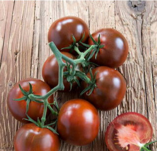 Tomates cacao grappe greffée