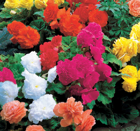Begonia double