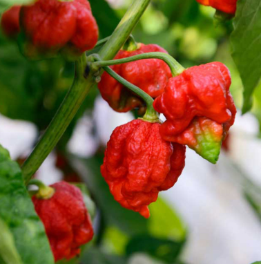 Piment animo red