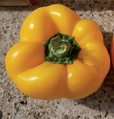 Poivron Delux Yellow