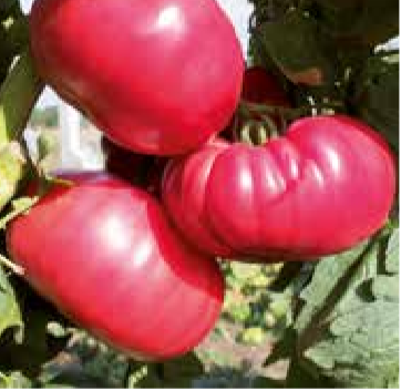 Tomates buffalo pink