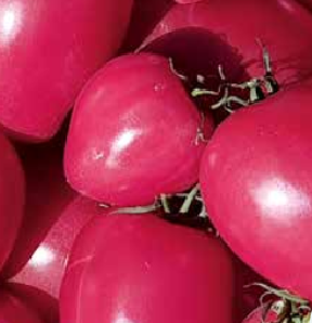 Tomates rugby