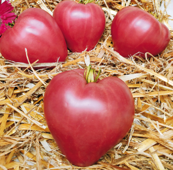 tomates Dolcecueore