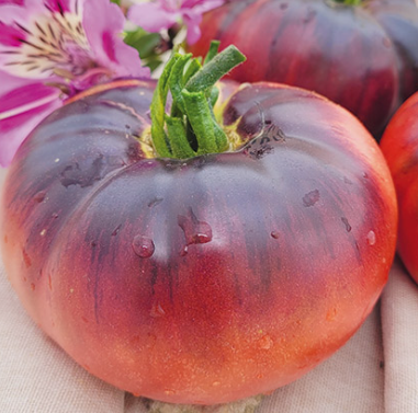 tomates Indigo blue beauty